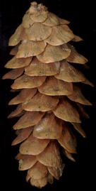 picea_glauca_zapfen_mai_150