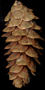 picea_glauca_zapfen_mai_50
