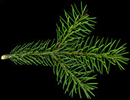 picea_glauca_zweig_o_april_50