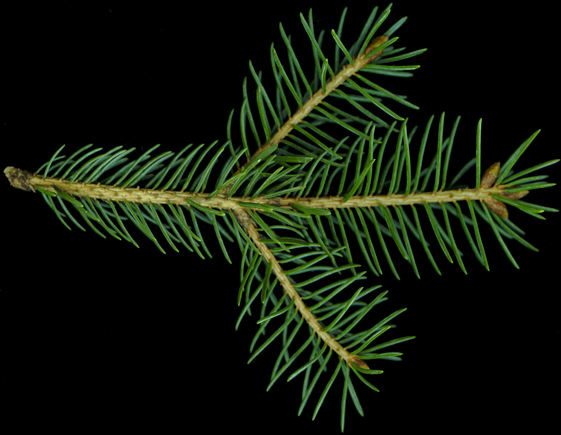picea_glauca_zweig_u_april_150