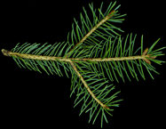 picea_glauca_zweig_u_april_50