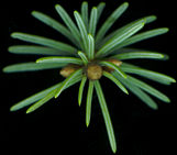 picea_glauca_zweig_v_april_150