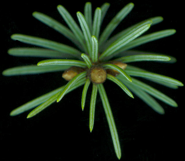 picea_glauca_zweig_v_april_600