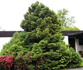 picea_mariana_baum_juni_1