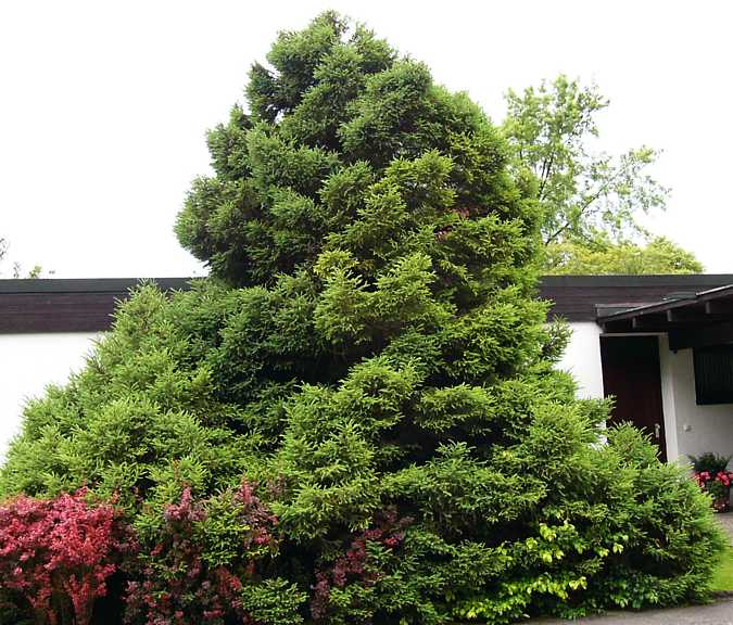 picea_mariana_baum_juni_2