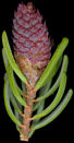 picea_mariana_blueten_m_mai_150