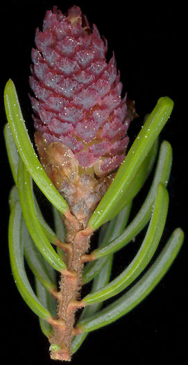 picea_mariana_blueten_m_mai_600