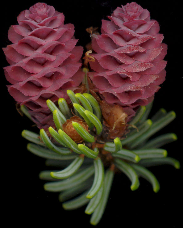 picea_mariana_blueten_w_mai_600
