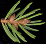 picea_mariana_knospen_u_april_150