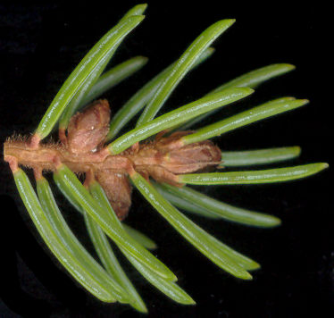 picea_mariana_knospen_u_april_600