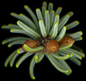 picea_mariana_knospen_v_mai_150