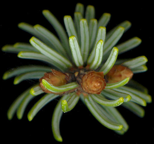 picea_mariana_knospen_v_mai_600
