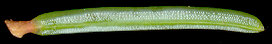 picea_mariana_nadel_u_mai_600