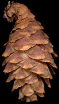 picea_mariana_zapfen_150