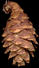 picea_mariana_zapfen_50