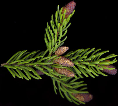 picea_mariana_zweig_o_mai_150