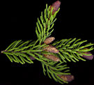 picea_mariana_zweig_o_mai_50