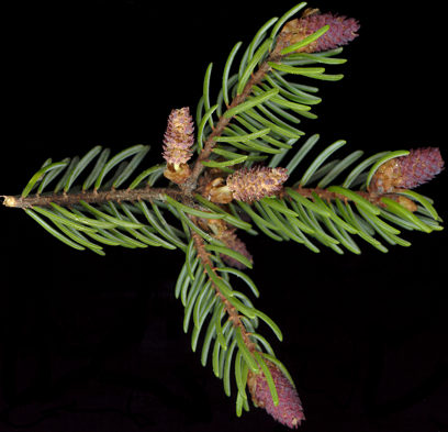 picea_mariana_zweig_u_mai_150