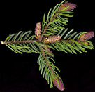 picea_mariana_zweig_u_mai_50