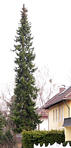 picea_omorika_baum_maerz_1