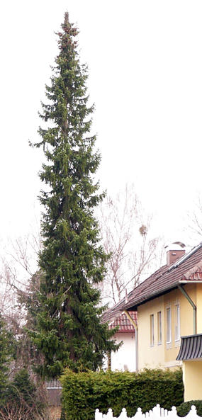 picea_omorika_baum_maerz_2