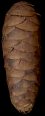 picea_omorika_zapfen_mai_50