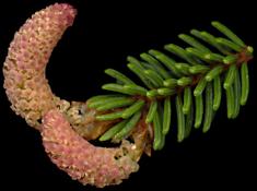 picea_orientalis_blueten_m_mai_150