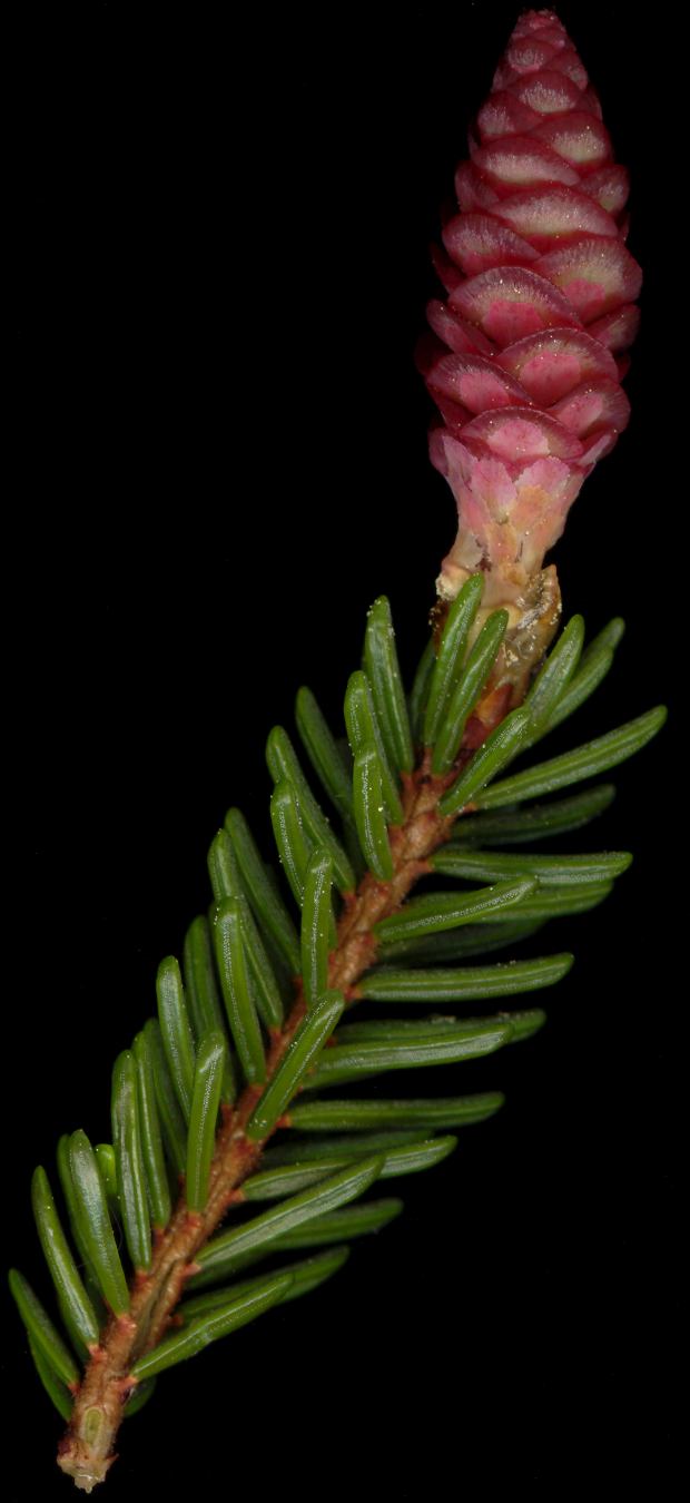 picea_orientalis_blueten_w_mai_600