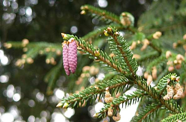 picea_orientalis_junge_zapfen_mai_2