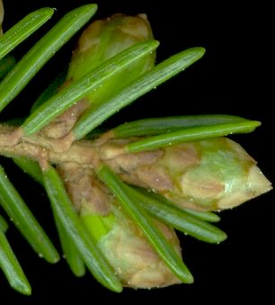 picea_orientalis_knospen_mai_600