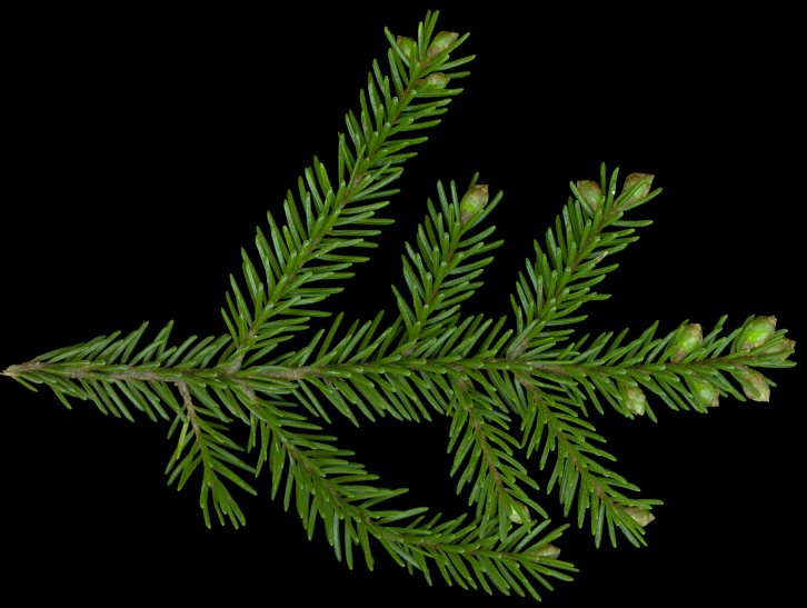 picea_orientalis_zweig_o_150