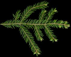 picea_orientalis_zweig_u_50