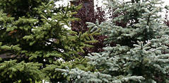 picea_pungens_2sorten_1