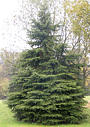 picea_pungens_baum_klein_oktober_1