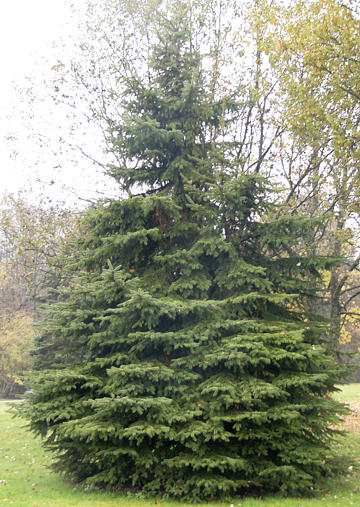 picea_pungens_baum_klein_oktober_2