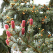 picea_pungens_zweige_blueten_mai_1