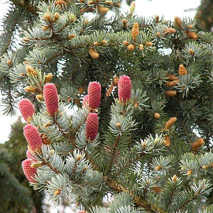 picea_pungens_zweige_blueten_mai_2