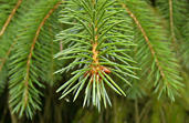 picea_sitchensis_zweige_sept_1