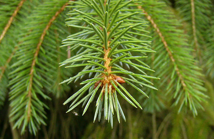 picea_sitchensis_zweige_sept_2