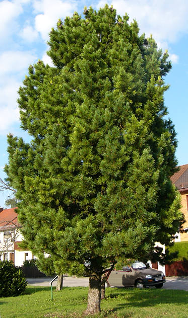 pinus_cembra_baum_juli_2