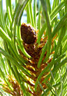 pinus_cembra_zweig_bluete_w_juli_1