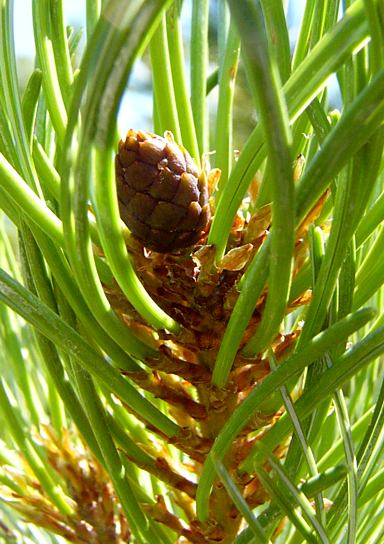 pinus_cembra_zweig_bluete_w_juli_2