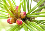 pinus_cembra_zweig_bluetenknospen_m_mai_1
