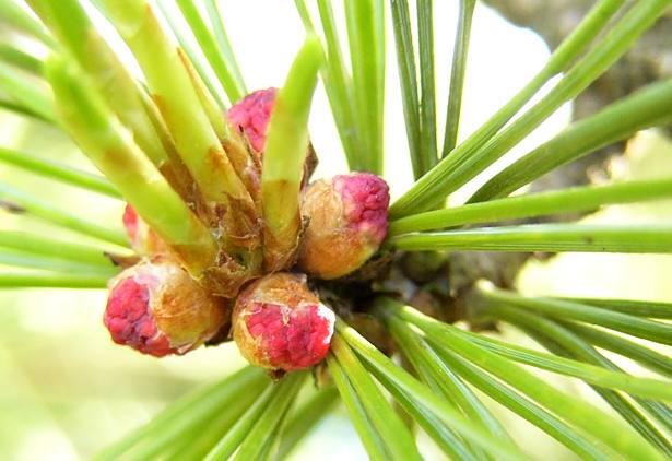 pinus_cembra_zweig_bluetenknospen_m_mai_2
