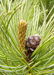 pinus_cembra_zweig_zapfen_april_1