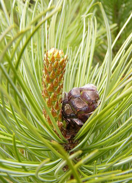 pinus_cembra_zweig_zapfen_april_2