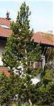 pinus_leucodermis_baum_april_1