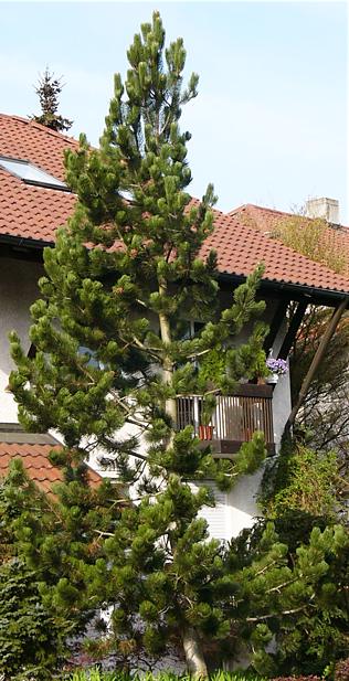 pinus_leucodermis_baum_april_2