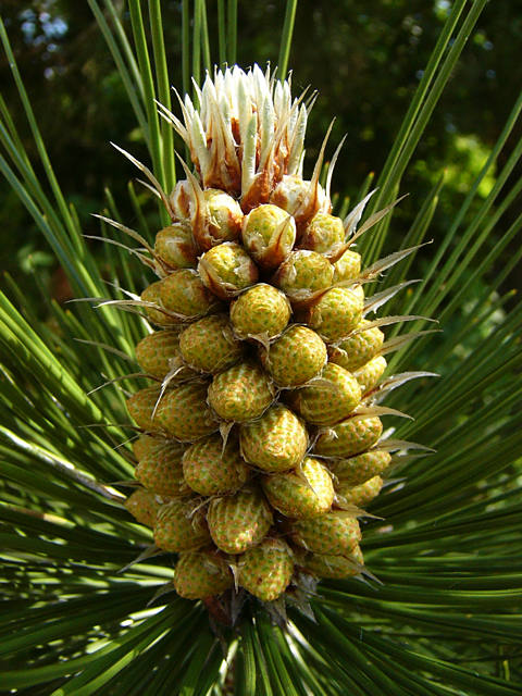 pinus_leucodermis_blueten_m_mai_2