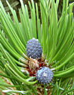 pinus_leucodermis_junger_zapfen_juli_1